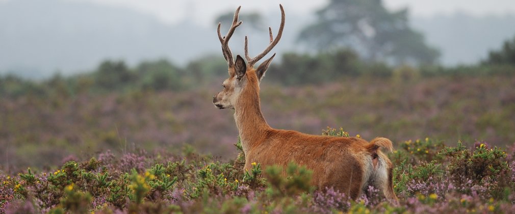 Rutting season deals